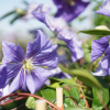 clematis-fleurs-violettes