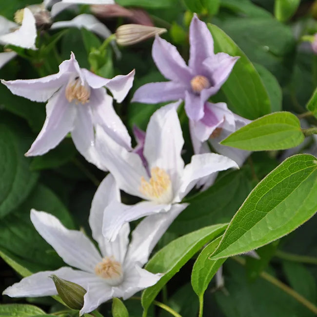 Clematis-integrifolia-star-river