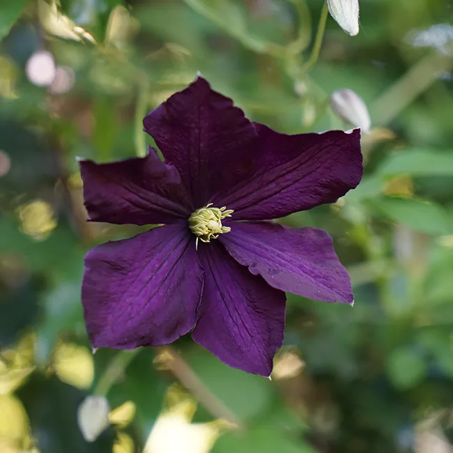 Clématite 'Étoile Violette' - clematis viticella | Javoy Plantes