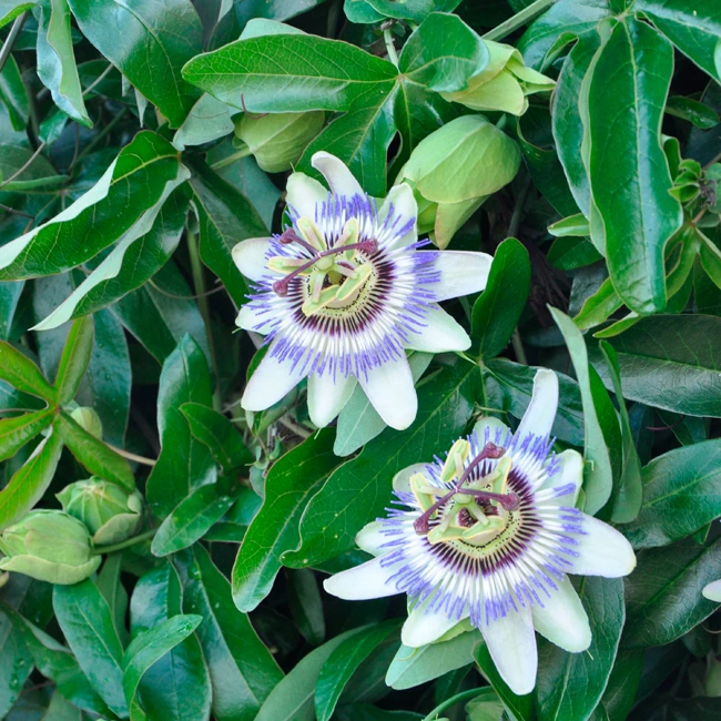 Passiflore bleue - passiflora caerulea