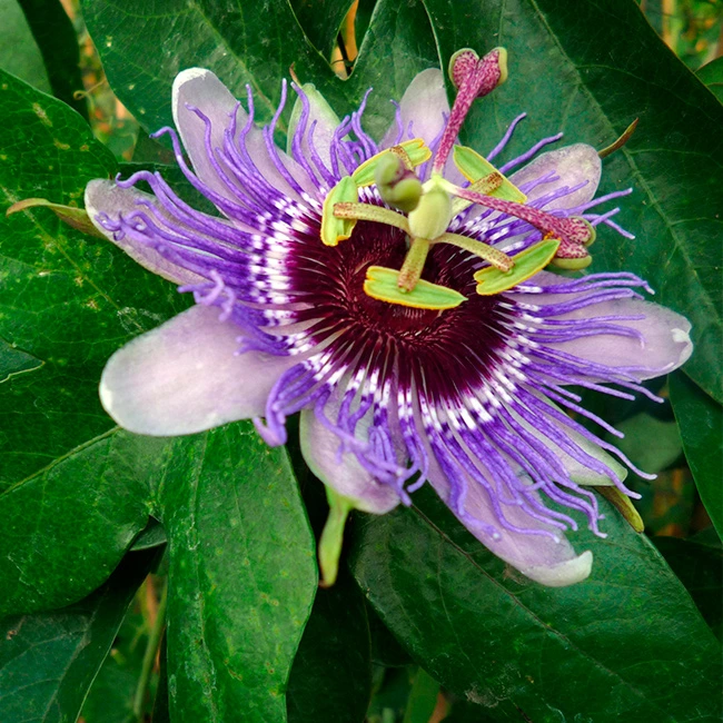 Fleur de la passion : plantation, entretien, soin