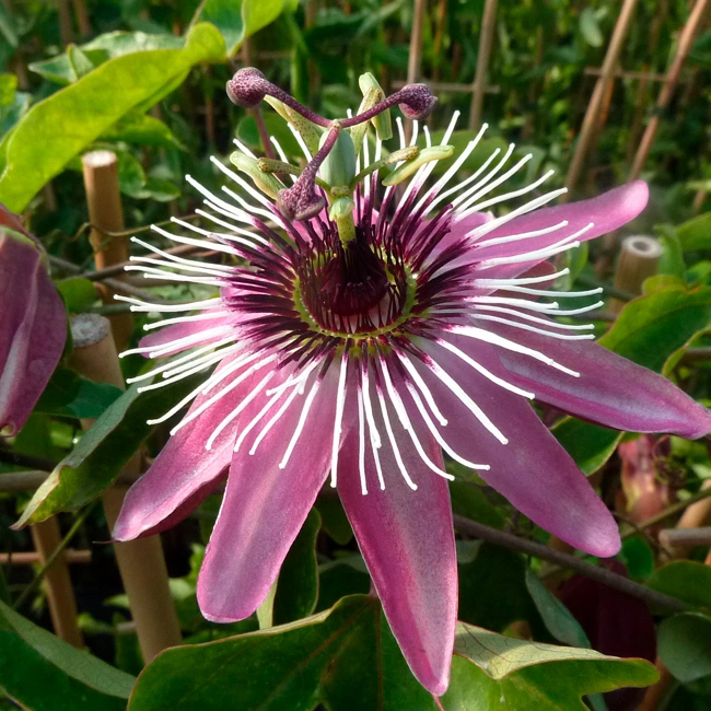 Passiflore 'Victoria' - passiflora | Javoy Plantes