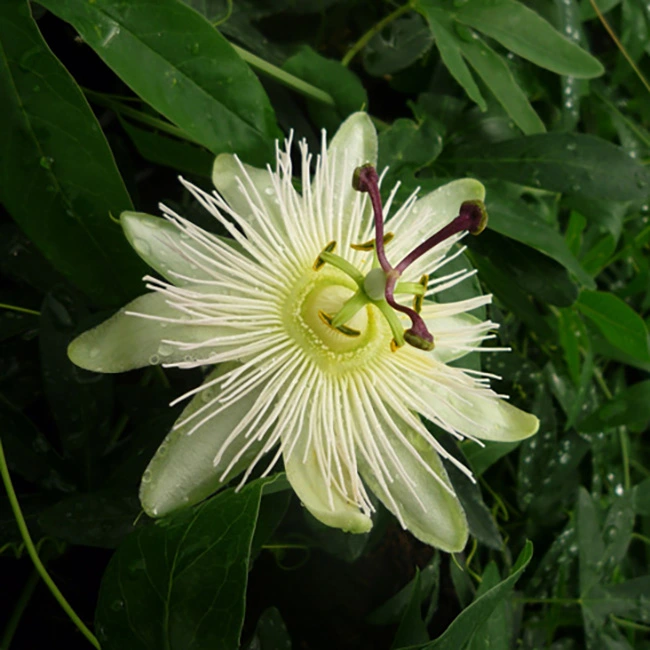 Passiflore 'Constance Elliot' - passiflora caerulea