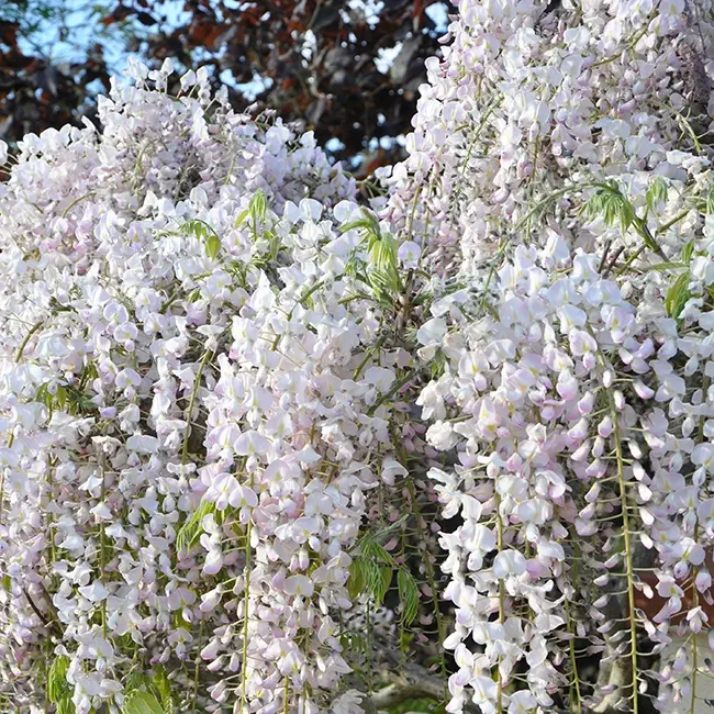 Glycine du Japon 'Rosea' - wisteria floribunda | Javoy Plantes