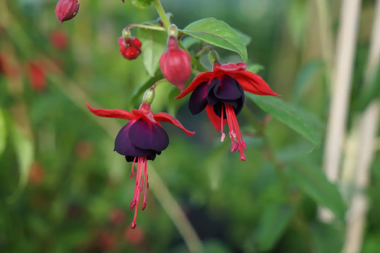 Fuchsia Lady Boothby