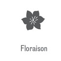 Floraison Clématite Wisley Cream