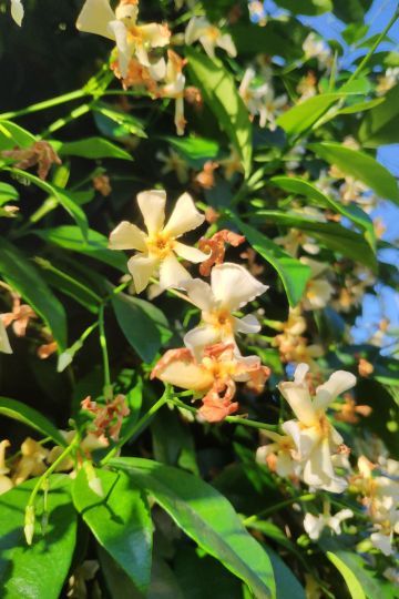 Jasmin étoilé jaune - trachelospermum asiaticum