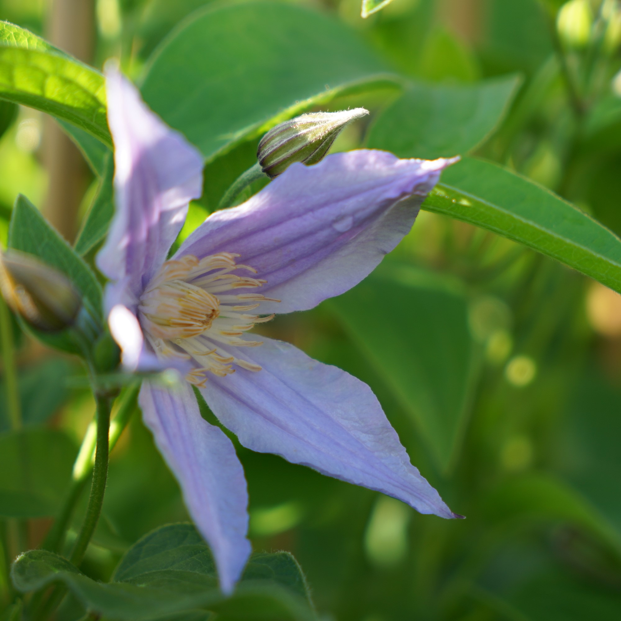 clematis-star-river