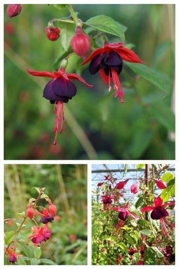 fuchsia lady boothby