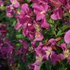 clematis-inspiration-zoin