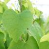 aristolochia-macrophylla-feuillage