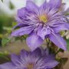 clematis-violette-crystal-fountain