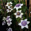 clematis-collection-evipo006