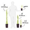 Lierre commun ‘Sagittifolia’ - hedera helix