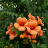 bignone-orange-indian-summer