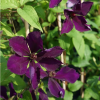 clematis-violette-gipsy-queen
