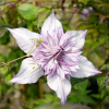 clematis-collection-lady-kyoko