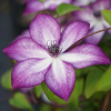 clematis florida violette