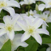 Clematis-grandes-fleurs-blanches-yukikomachi