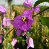 bougainvillea-fleurs-violette