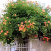 Bignone ‘Grandiflora’ – campsis