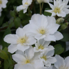 Clématite-fleurs-blanches