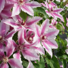 clematite-rose-bees-jubilee