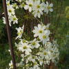 clematite-forsterii-early-sensation