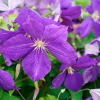 clematis-violette-jackmanii