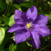 Clematis-Lady-Betty-Balfour
