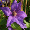 clematis-lawsoniana
