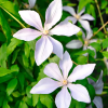 clematite-fleurs-blanches