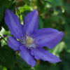 clematis-vyvyan-pennell