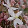 clematis-persistante-apple-blossom