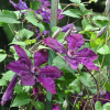 Clematits florifère honora