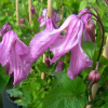 clematis-collection-rose