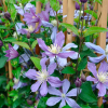 clematite-herbacee-integrifolia