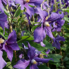 clematis-integrifolia-violette