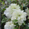 clematis-blanche-marie-curie