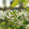 clematis-fleurs-blanches