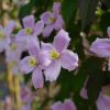 Clématite 'Fragrant Spring' - clematis montana