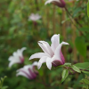 clematis-collection
