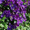 clematis-violette-star-of-india