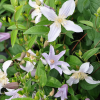 clematis-integrifolia-star-river