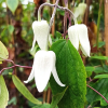 clematis-hiver-winter-beauty