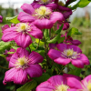 clematis-fleurs-rose
