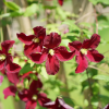 clematis-collection-burning-love