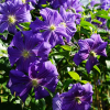 clematis-collection-perle-azur