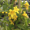 jasmin-de-carolin-fleurs-jaune