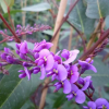 glycine-australienne-violette